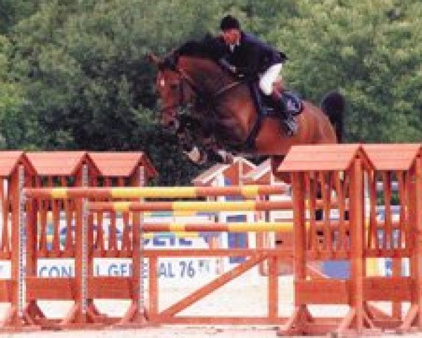 stallion Imperator de Gamet (Selle Français, 1996, from Burggraaf)