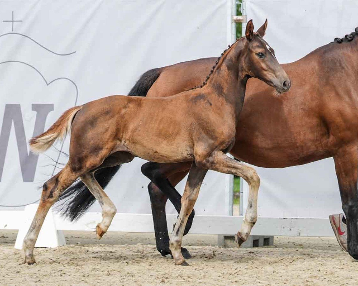 Dressurpferd Sienna (Westfale, 2024, von Sir Donnerhall I)