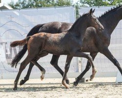 foal by Elias AV (Westphalian, 2024, from Escanto PS OLD)