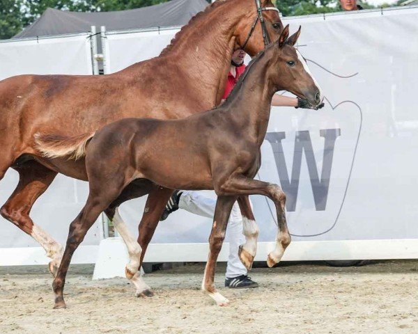 foal by Fritzchen (Westphalian, 2024, from Follow Him´s Schönweide)