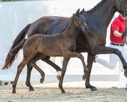 foal by Flotte Deern (Westphalian, 2024, from Fair Deal)