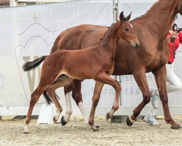 foal by Fürst Brownie (Westphalian, 2024, from Fürst Dior)