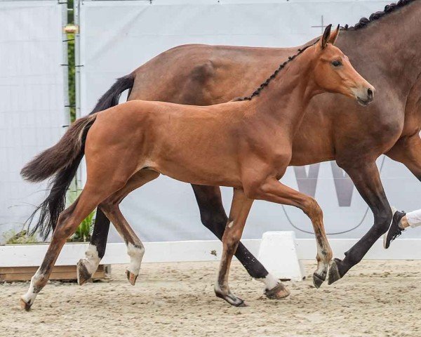 foal by Hengst von Be my Dancer / Ampere (NLD) (Westphalian, 2024, from Be my Dancer)