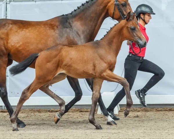 foal by Electra (Westphalian, 2024, from Escamillo)