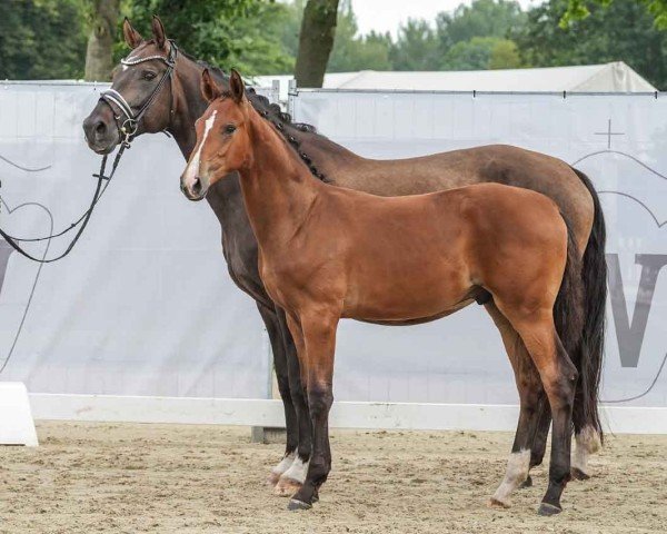 Fohlen von Bon Amour PW (Westfale, 2024, von Bonds)