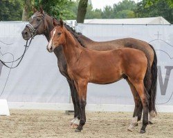 dressage horse Bon Amour PW (Westphalian, 2024, from Bonds)