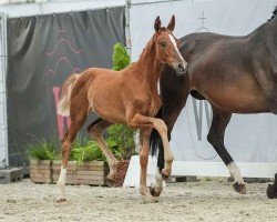 foal by Escaline (Westphalian, 2024, from Escamillo)