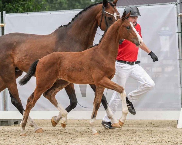 foal by Hengst von Global Dancer / Florenciano (Westphalian, 2024, from Global Dancer)