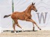 foal by Evolet (Westphalian, 2024, from Escaneno)