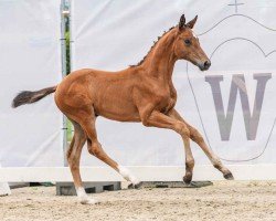 foal by Evolet (Westphalian, 2024, from Escaneno)