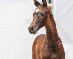 foal by Voice of Voges (Westphalian, 2024, from Velvedere)