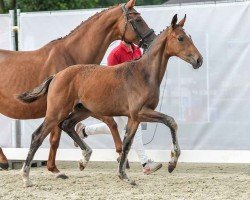 foal by Daydream (Westphalian, 2024, from Diamantenglanz)