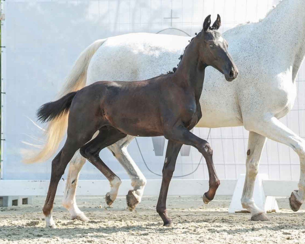 dressage horse Fürst Frederik SH (Westphalian, 2024, from Fürst Samarant)