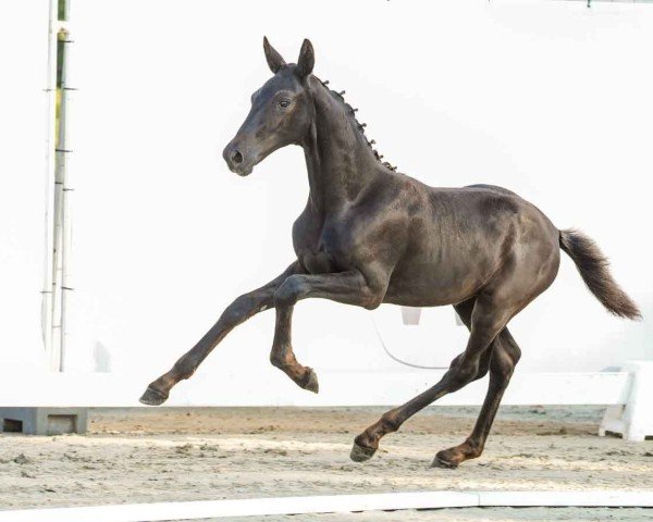 Fohlen von Be my pretty Girl W (Westfale, 2024, von Bon Esprit)