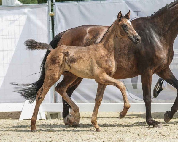 foal by Dantino (Westphalian, 2024, from Diamantenglanz)