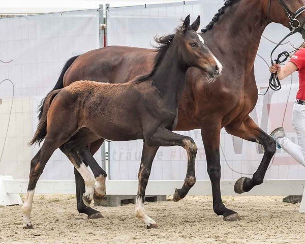 foal by Escana SLR (Westphalian, 2024, from Escaneno)