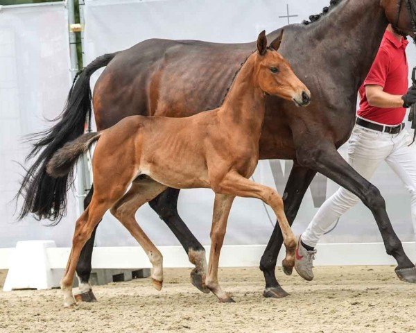 foal by Eichengrunds Trentino (Westphalian, 2024, from Take That 8)