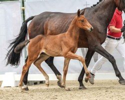 Fohlen von Eichengrunds Trentino (Westfale, 2024, von Take That 8)