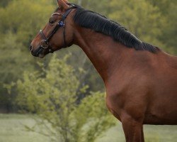 Springpferd Stubbenhof's Cascabella (Deutsches Sportpferd, 2017, von Coreggio)