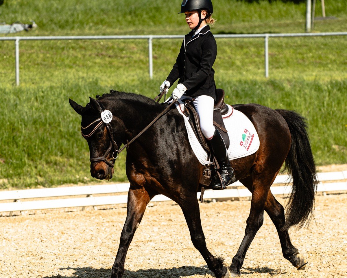 Dressurpferd Valencio vom Hohenstein (Pony ohne Rassebezeichnung, 2001)