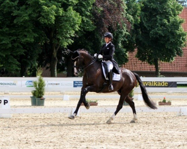 dressage horse Dante de Vito (Oldenburg, 2016, from Dante Weltino Old)