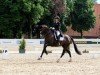 dressage horse Dante de Vito (Oldenburg, 2016, from Dante Weltino Old)