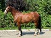 jumper Top Szef L (Polish Warmblood, 2019, from Vulkan L)