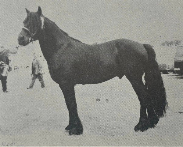 stallion Townend Flash II (Fell Pony, 1969, from Lunesdale Richard)