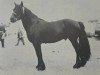 stallion Townend Flash II (Fell Pony, 1969, from Lunesdale Richard)