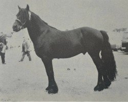 Deckhengst Townend Flash II (Fell Pony, 1969, von Lunesdale Richard)