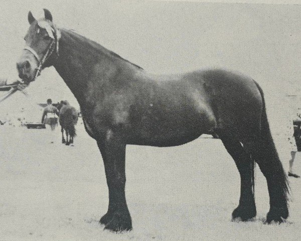 horse Dinah of Wharton (Dales Pony, 1965, from Mountain Prince)