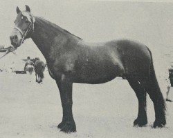 Pferd Dinah of Wharton (Dales-Pony, 1965, von Mountain Prince)