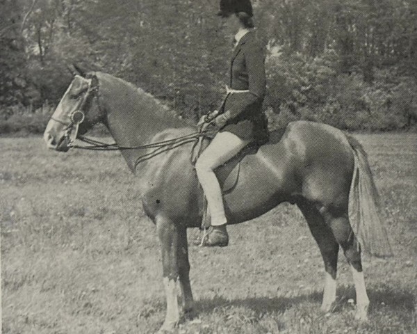 Pferd Dynamic Toy (British Riding Pony,  , von Gay Presto xx)