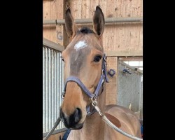 jumper Maradona GK Z (Zangersheide riding horse, 2018, from Maloubet de Pleville)