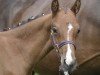 dressage horse Sir Fidelio SK (Pinto / Small Riding Horse, 2019, from Shooting Star 22)