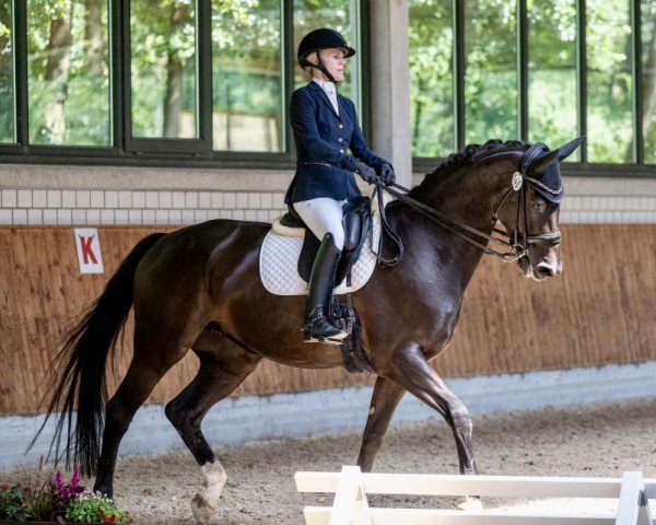 dressage horse Day-Lights Soulmate (Danish Warmblood, 2015, from Blue Hors First Choice)