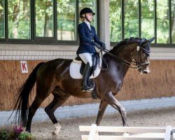 Dressurpferd Day-Lights Soulmate (Dänisches Warmblut, 2015, von Blue Hors First Choice)