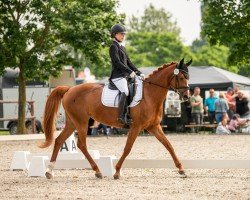 Zuchtstute Reitland's Jade (Deutsches Reitpony, 2011, von High Flow's Oxford)