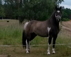 horse Kaspar (German Riding Pony, 2007, from Wengelo's Nelson)