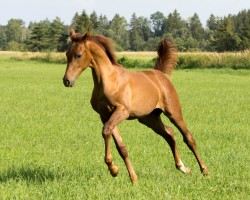 foal Levke vom Fohlenhof (Deutsches Sportpferd, 2024, from Perigueux)