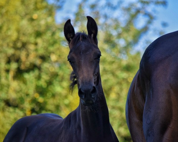 foal by Florabelle for Revolution (Hanoverian, 2024, from Florida TN)