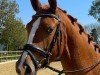 dressage horse First Class Principessa (German Riding Pony, 2019, from First Class Colorado)