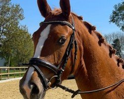 Dressurpferd First Class Principessa (Deutsches Reitpony, 2019, von First Class Colorado)