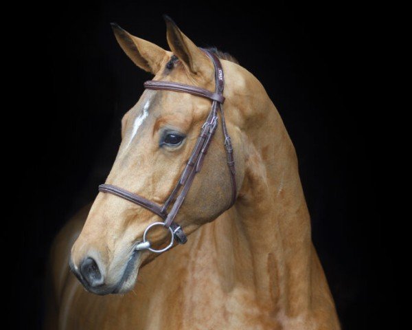 stallion DRUMMER 2000 TN Z (Zangersheide riding horse, 2020, from Diamant de Semilly)