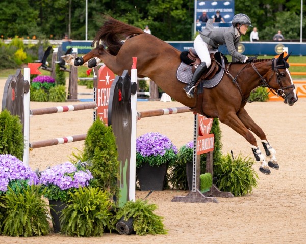 Springpferd Quala vd Rollebeek (Belgisches Warmblut, 2016, von Bamako de Muze)