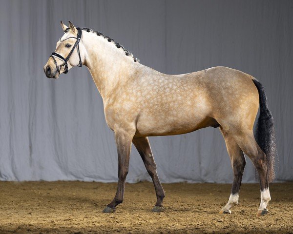 stallion Dependence AT (German Riding Pony, 2019, from D-Power AT)