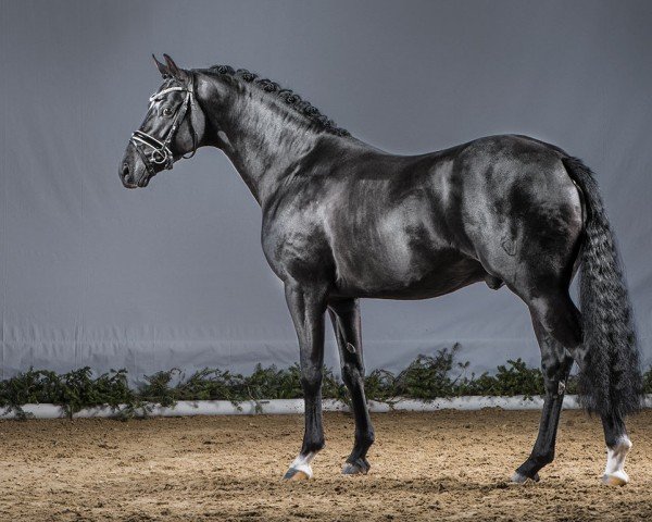 stallion Dark Dornik (German Riding Pony, 2012, from Dornik B)