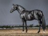 stallion Dark Dornik (German Riding Pony, 2012, from Dornik B)