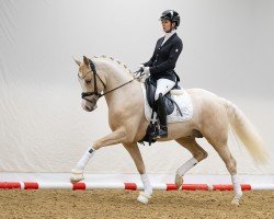 dressage horse Dream in Gold AT NRW (Deutsches Reitpony, 2020, from D-Gold AT NRW)