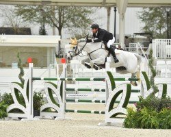 jumper Wellington Grey Goose (anglo european sporthorse, 2011, from Corlensky G)